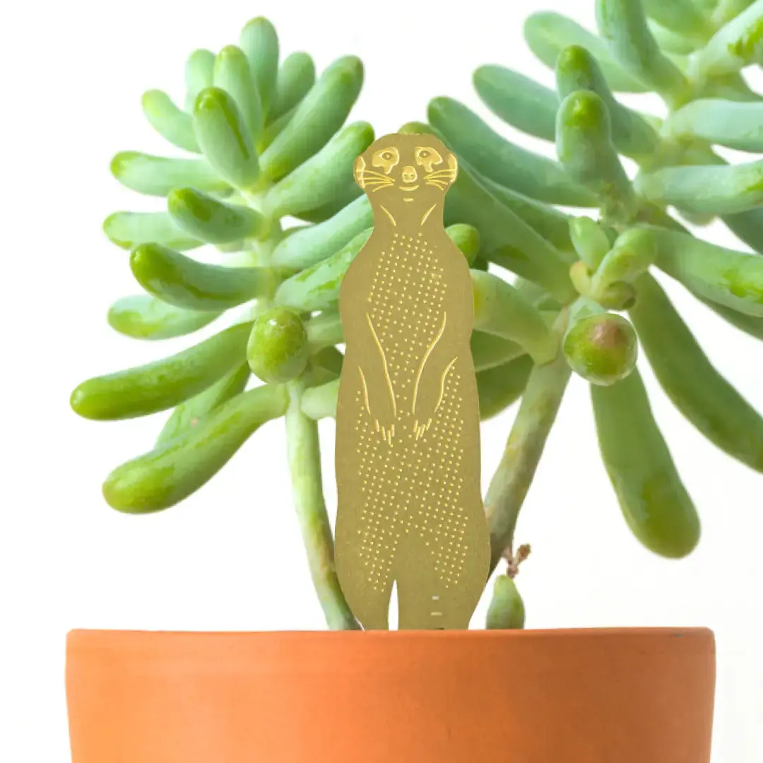 Plant Animal - Meerkat 1