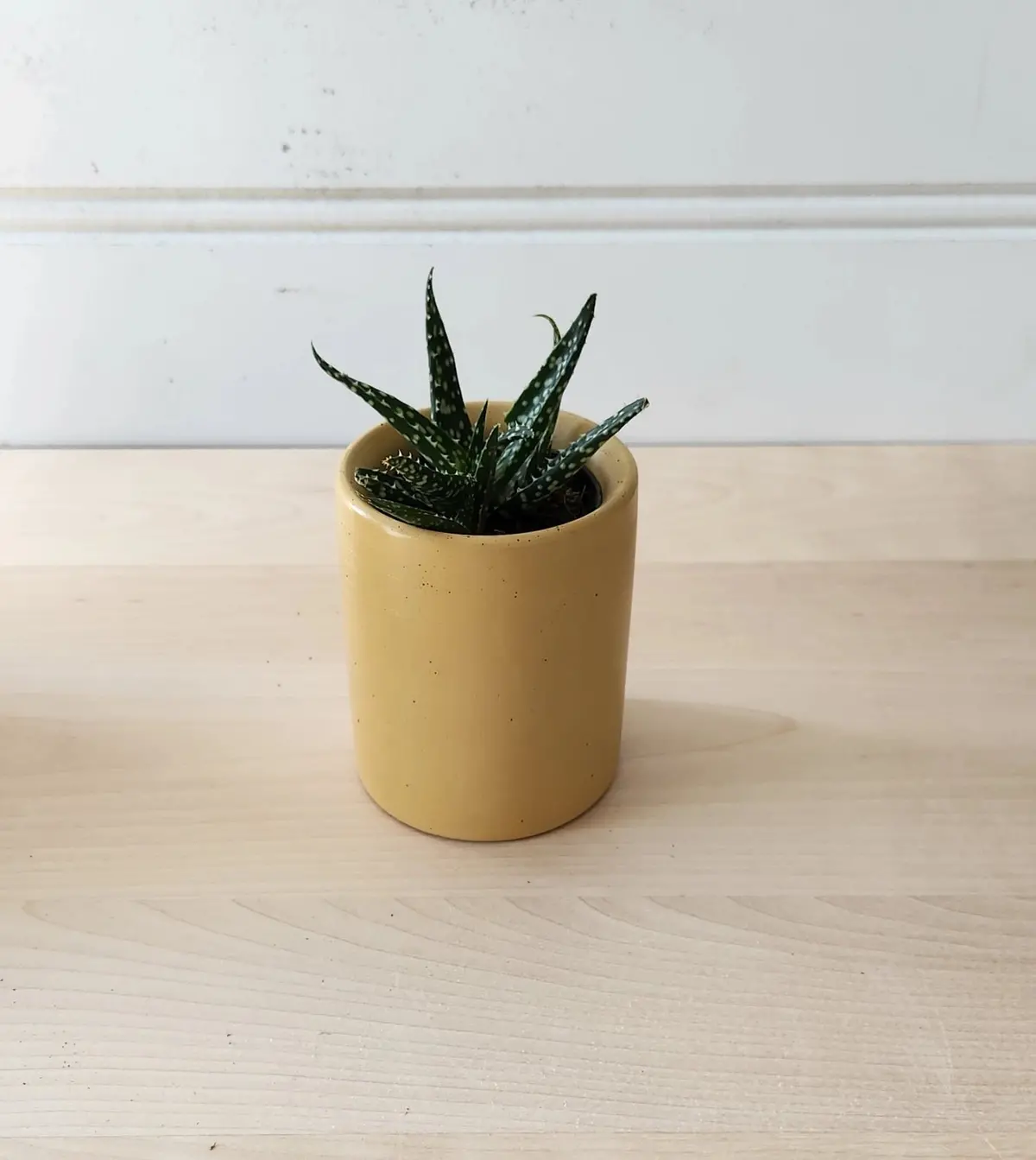 Cylinder Planter 3" Mustard 1