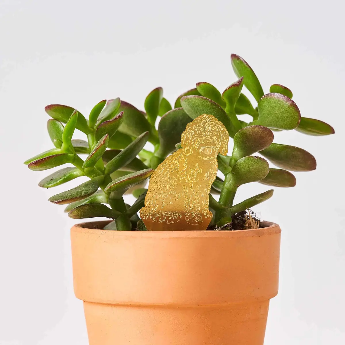 Plant Animal - Doodle/Cockapoo 1