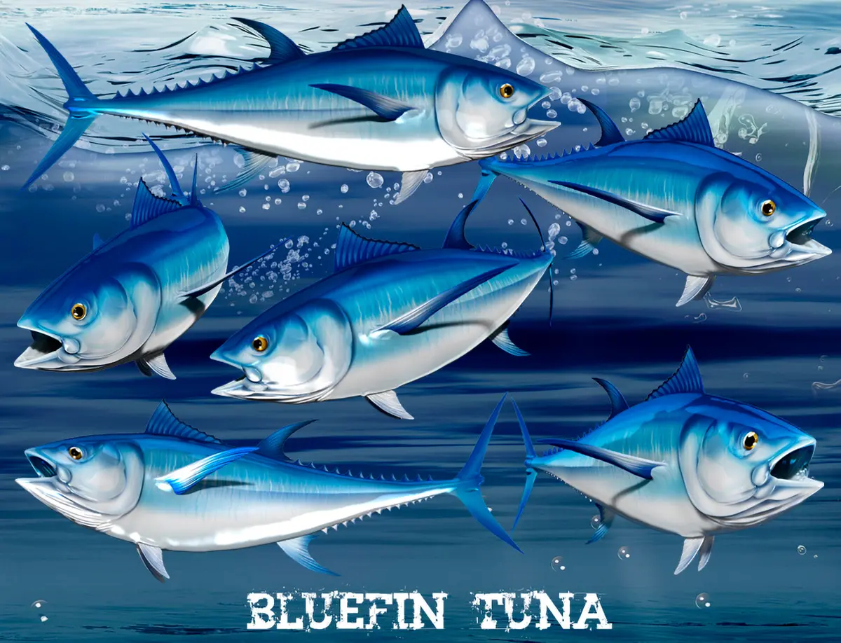 Straight-Running Bluefin Tuna Graphic For Boats – Custom Marine Vinyl 3