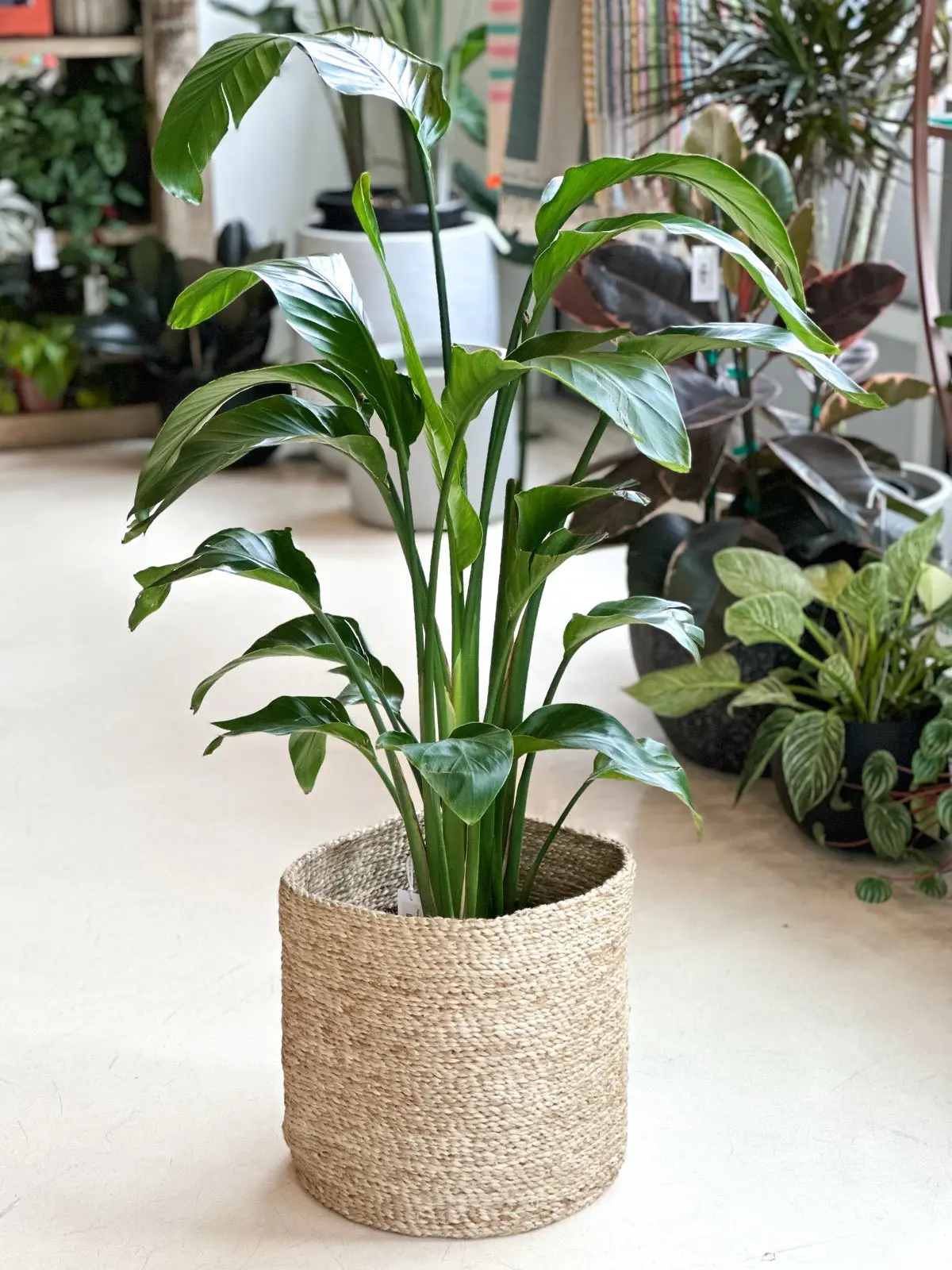 Large Handwoven Jute Round Basket 2
