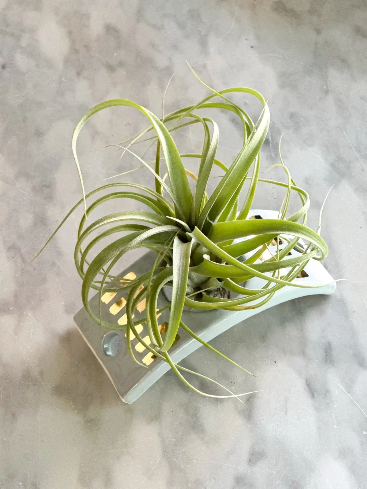 Dove Grey Ceramic Air Plant Holder W/ 22K Gold Accents 1