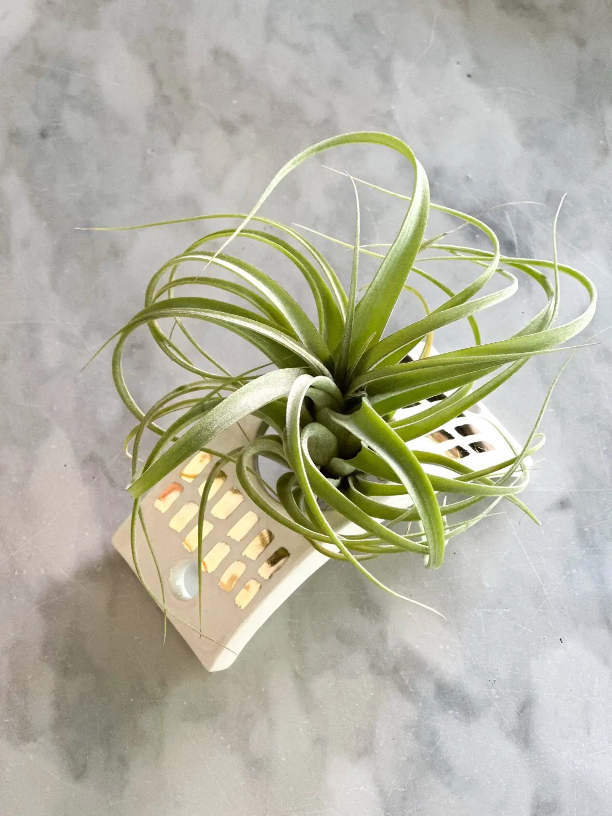 White Ceramic Air Plant Holder W/ 22K Gold Accents 1