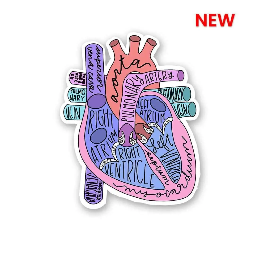 Anatomy Of Heart Sticker 1