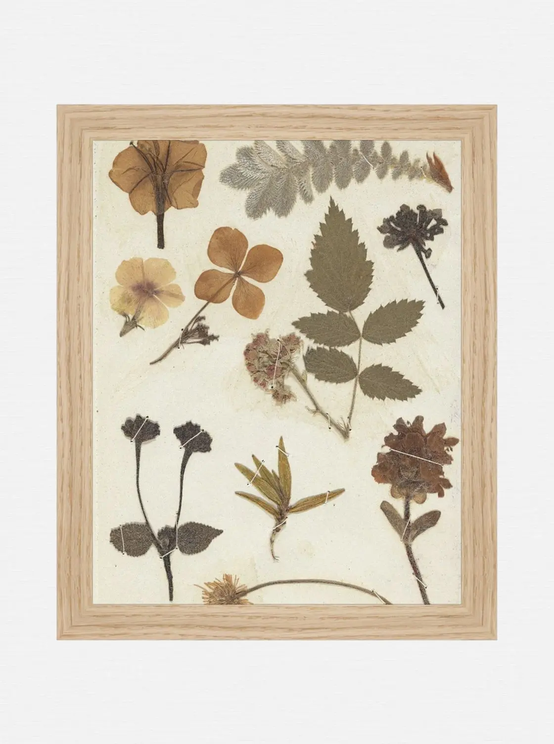 Autumnal Study Ii 1