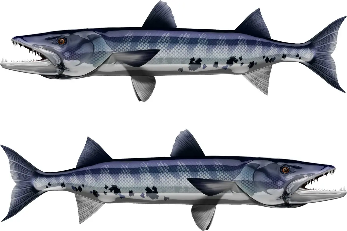 Blue Barracuda Predator Boat Decal – Mirror-Image Vinyl Graphic Set 2
