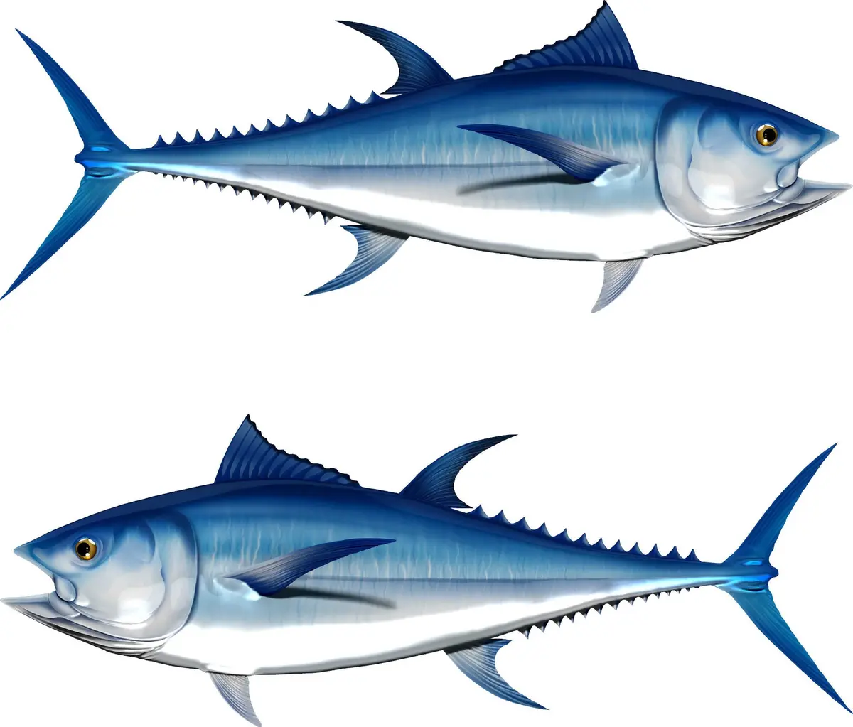 Straight-Running Bluefin Tuna Graphic For Boats – Custom Marine Vinyl 2