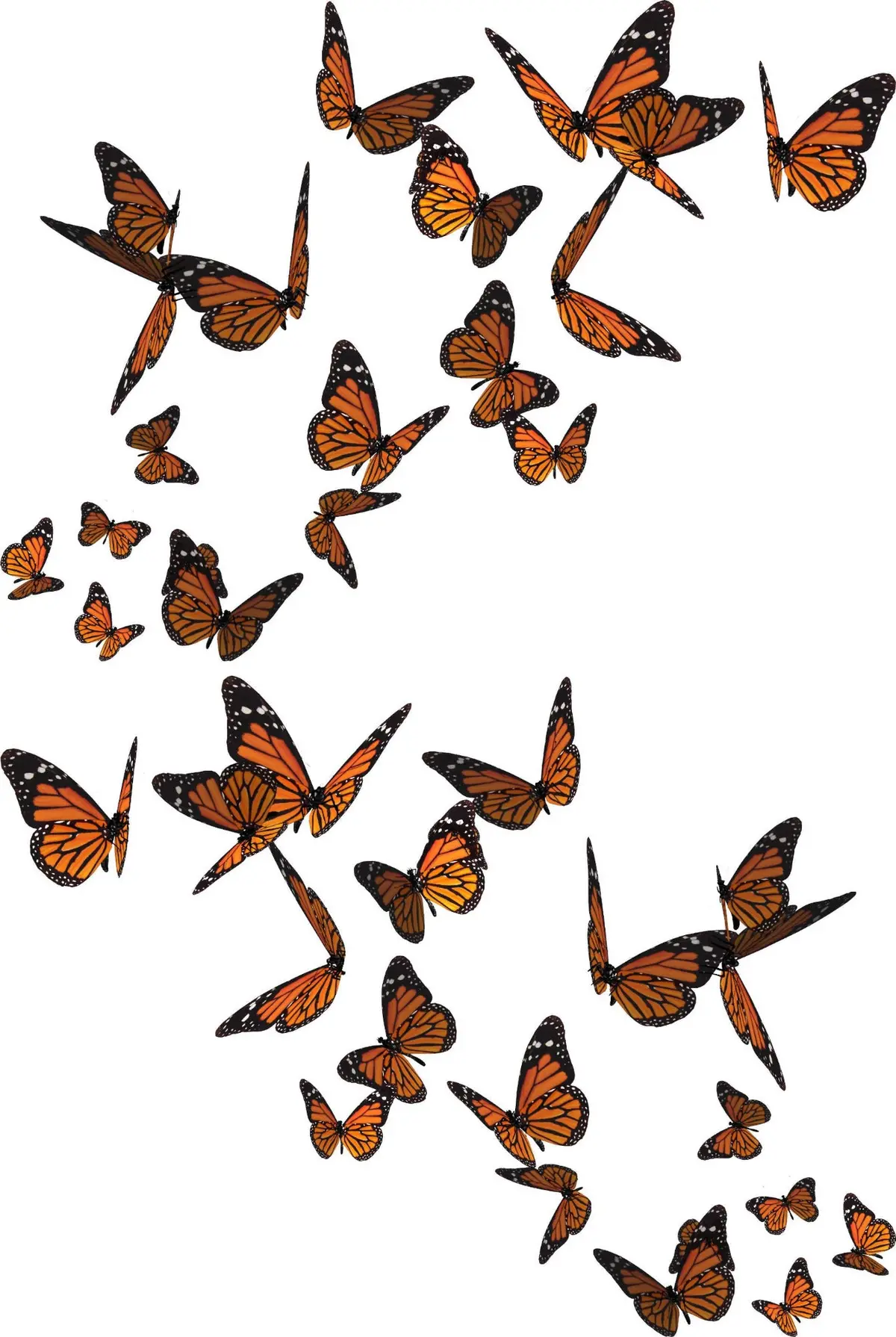 Butterflies Flight Vinyl Decals Cars & Trucks 3