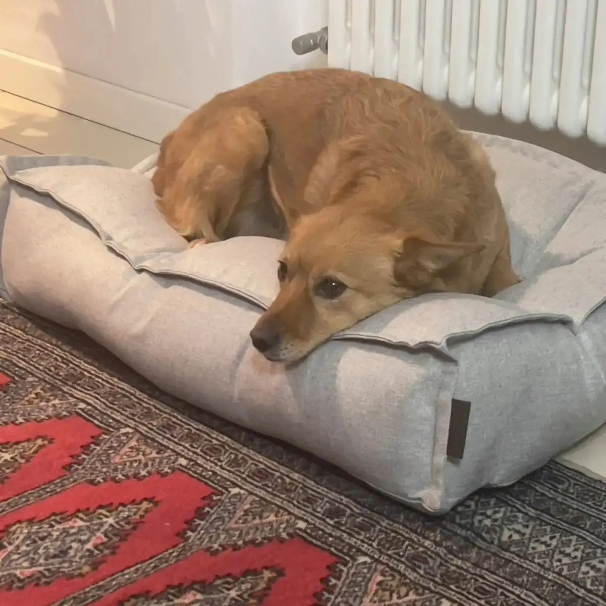 Dog Bed Elegance 1