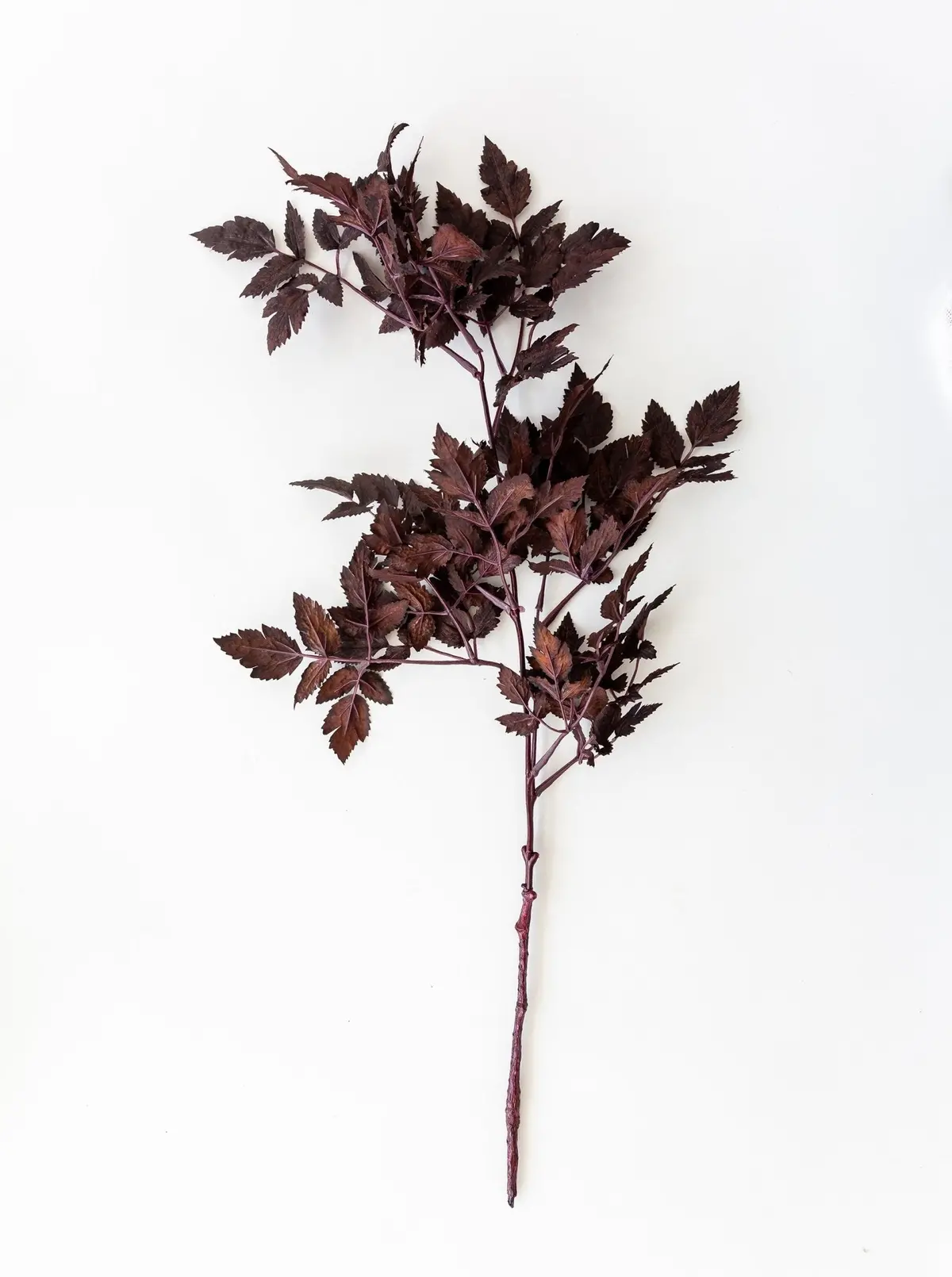 Faux Plum Ramosa Stem 1