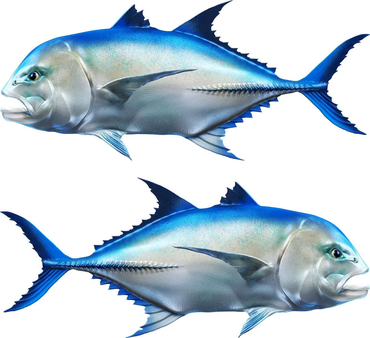 Giant Trevally Boat Decal – Blue-Silver Vinyl Fish Graphic 3