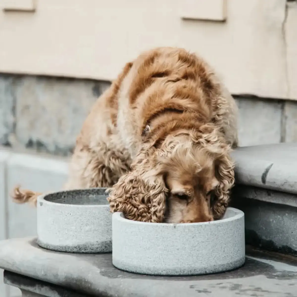 Kentucky - Ciotola Per Cani In Granito 1