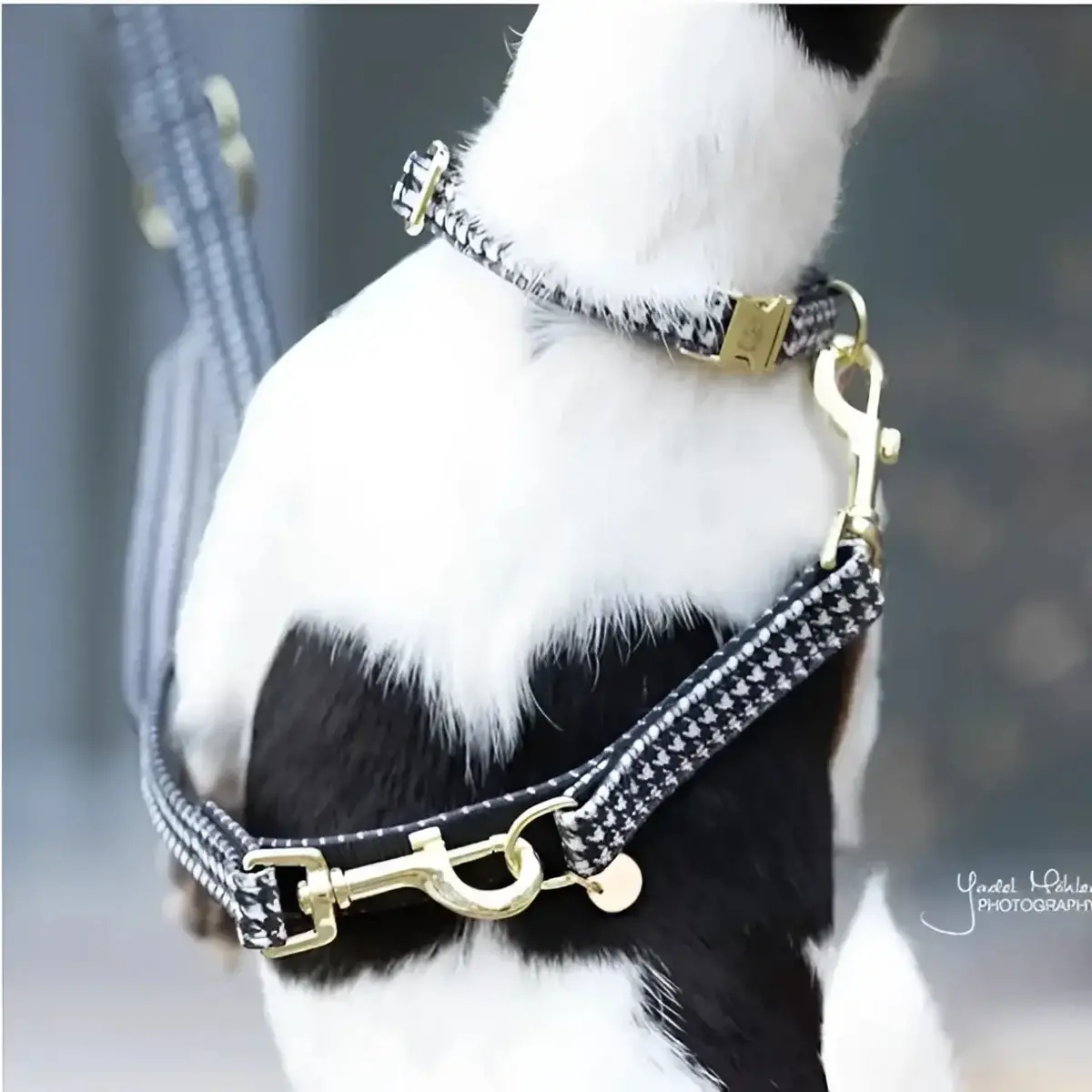 Kentucky - Guinzaglio Regolabile Per Cani Pied-De-Poule 2