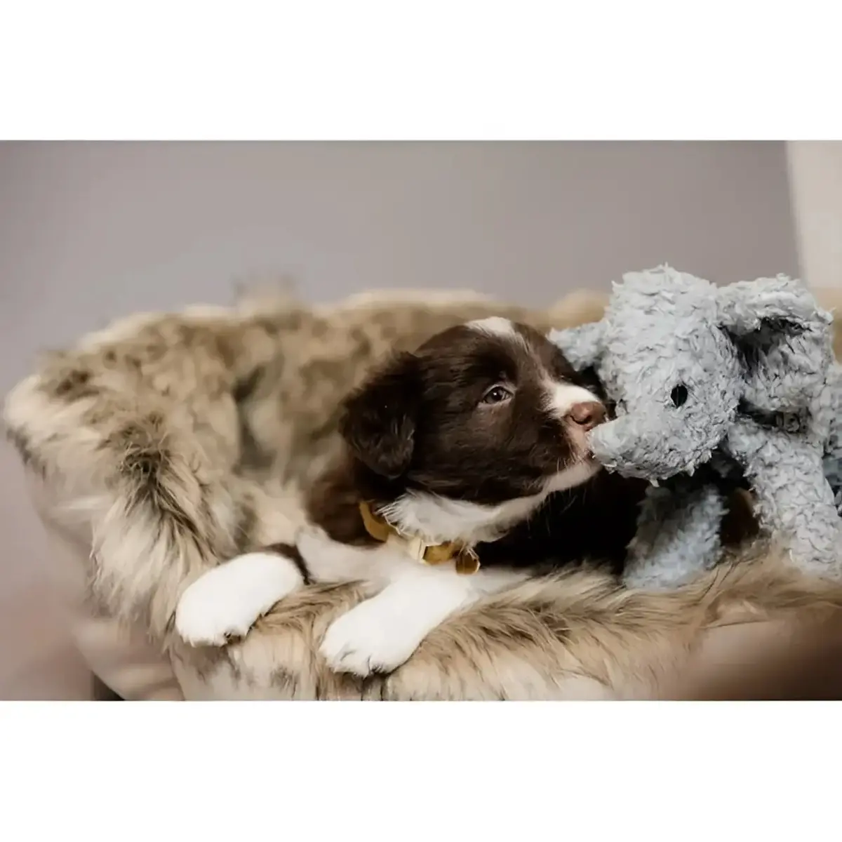 Kentucky - Peluche Per Cani Elefante Elsa 1