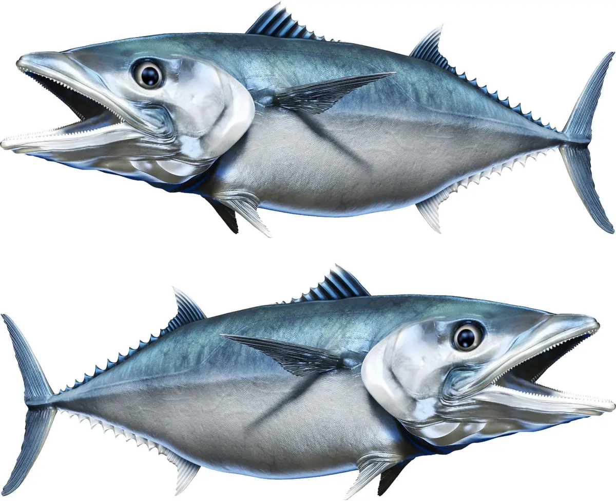 King Mackerel Predator Boat Decal – Fish Vinyl Graphics 3