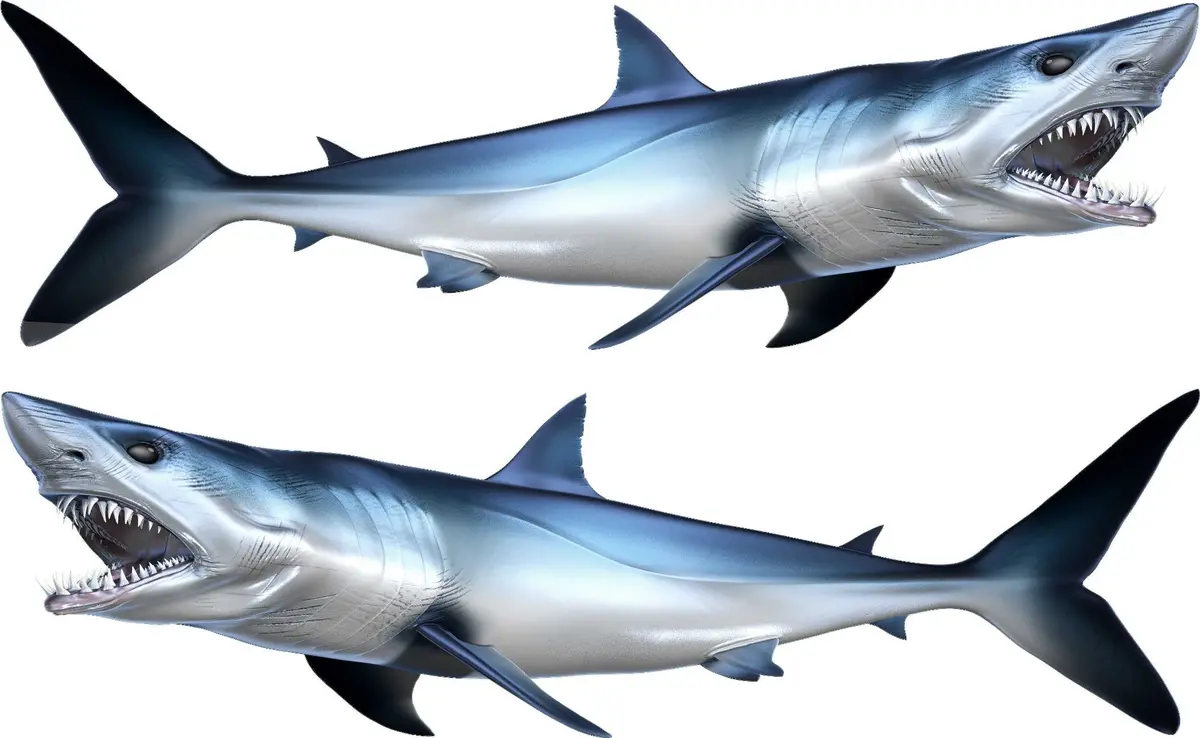 Mako Shark Boat Decal – Full-Side Vinyl Graphic With Open Jaws 3