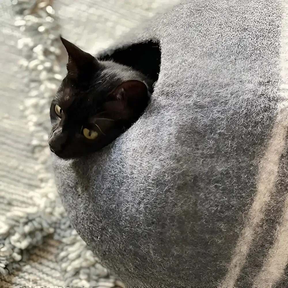 Mishum - Cat Caves Cocoon 1
