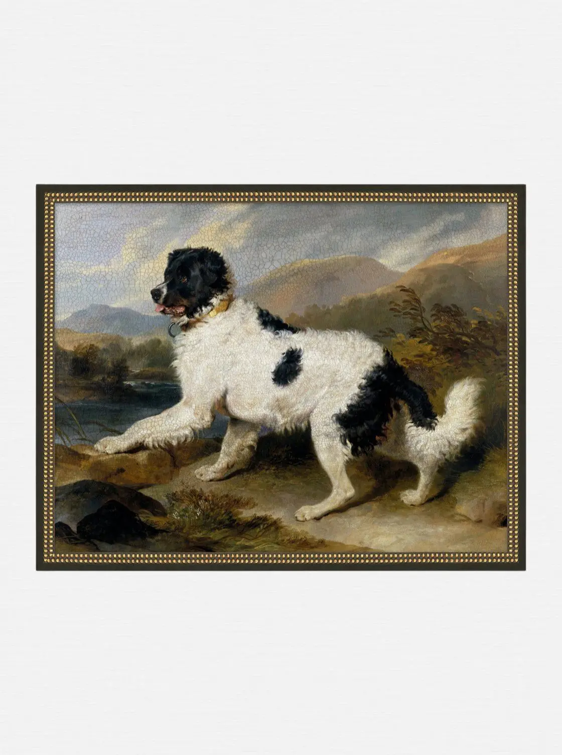 Newfoundland Dog 1