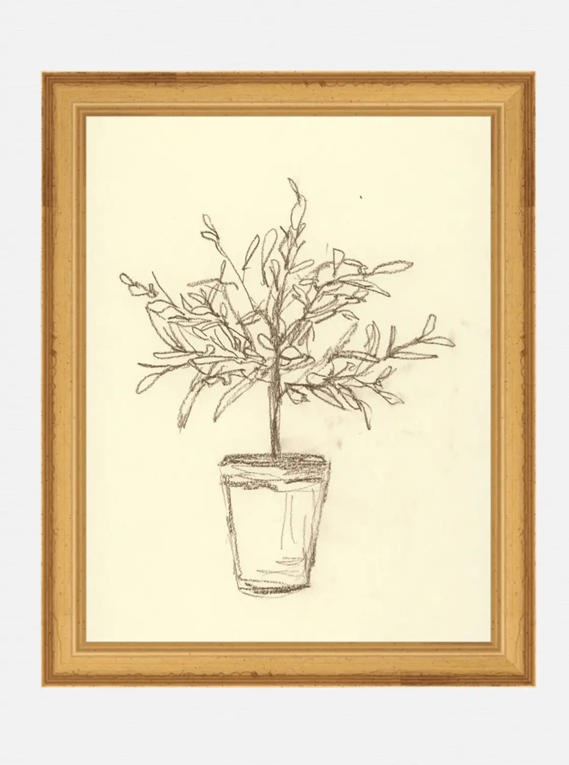 Olive Tree Study 1