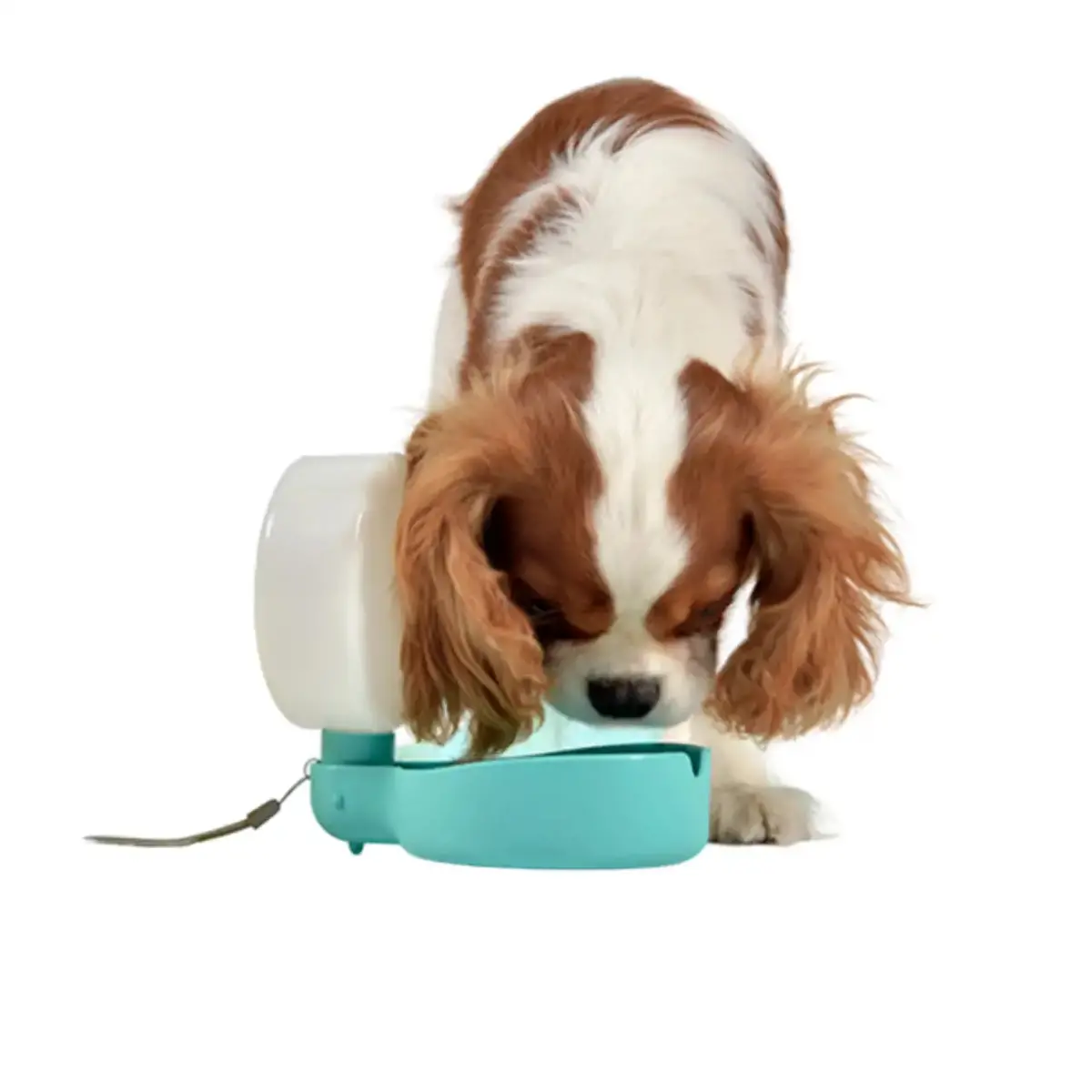 United Pets Pingui Borraccia Compatta Per Cani 1