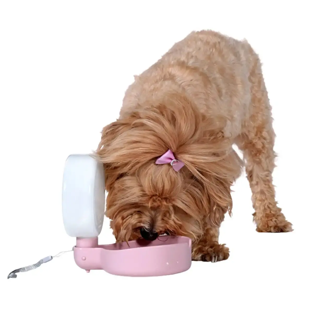 United Pets Pingui Borraccia Compatta Per Cani 2