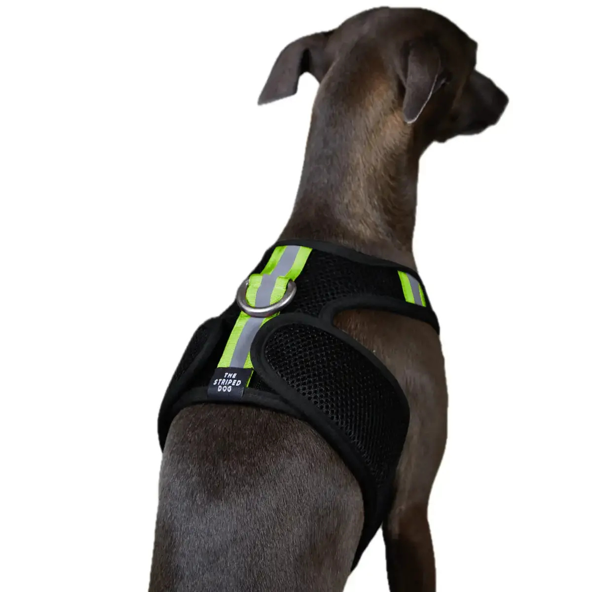 The Striped Dog - Chroma Nero 1