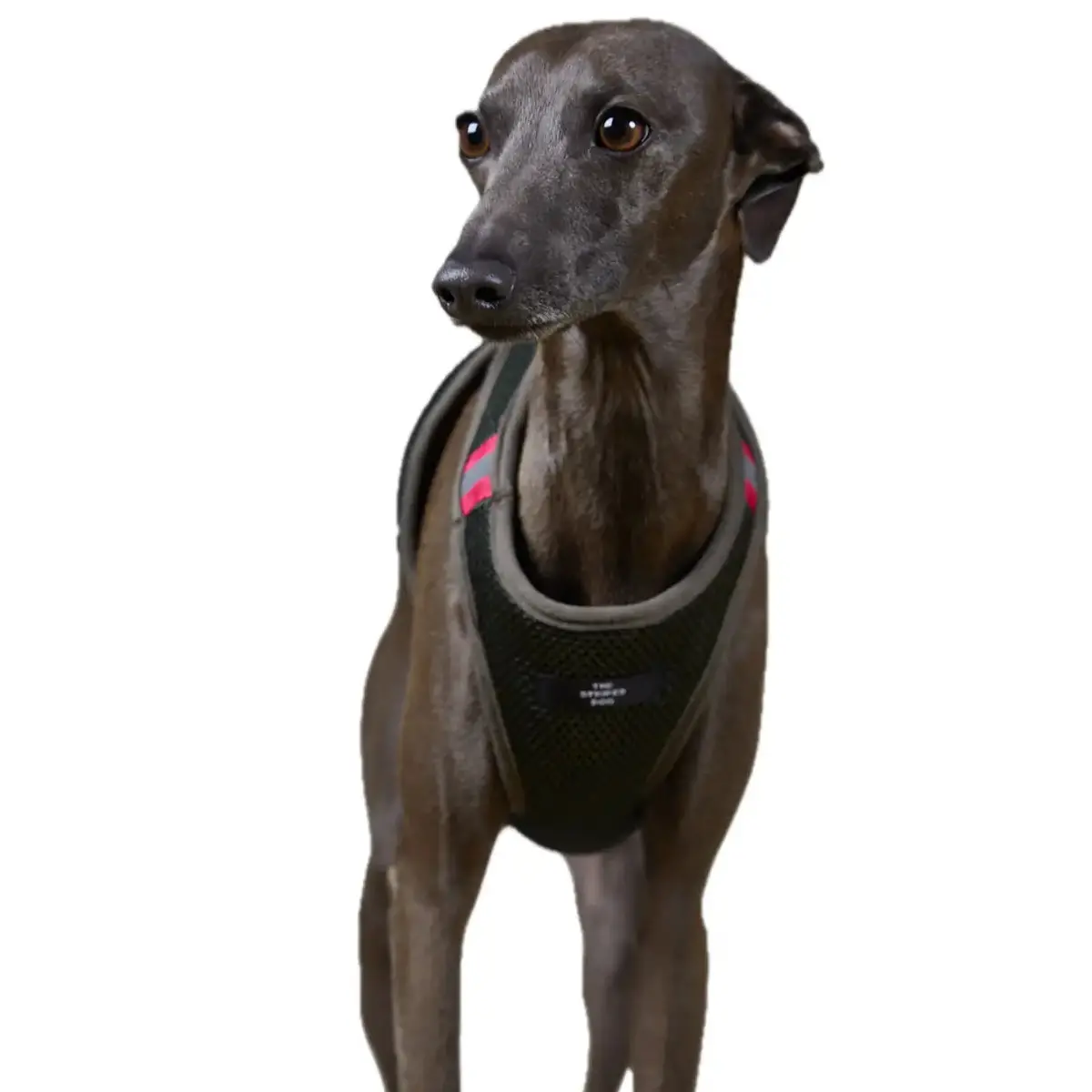 The Striped Dog - Chroma Verde Militare 4