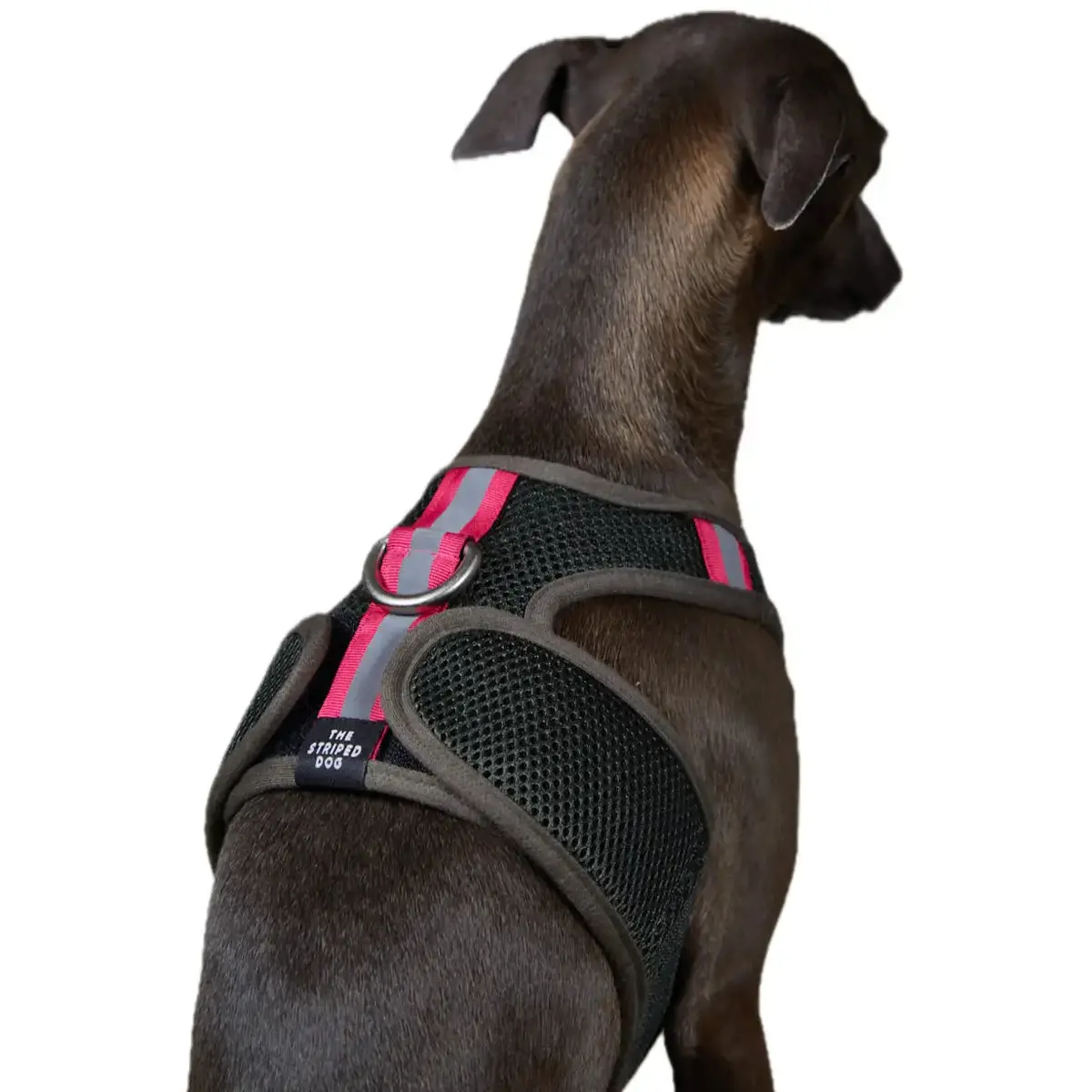The Striped Dog - Chroma Verde Militare 1