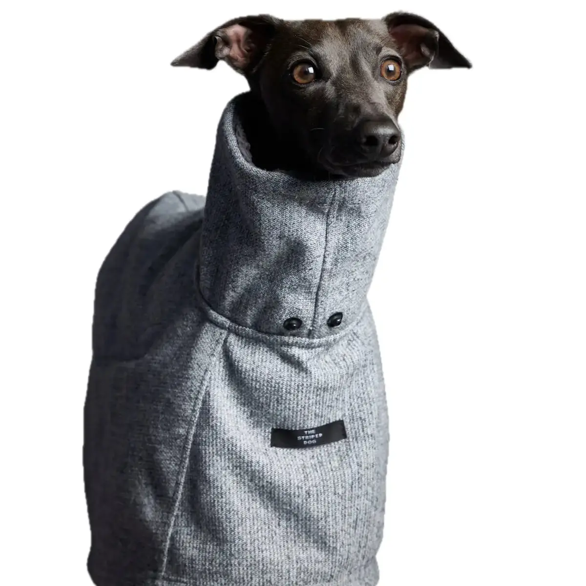The Striped Dog - Downey 4