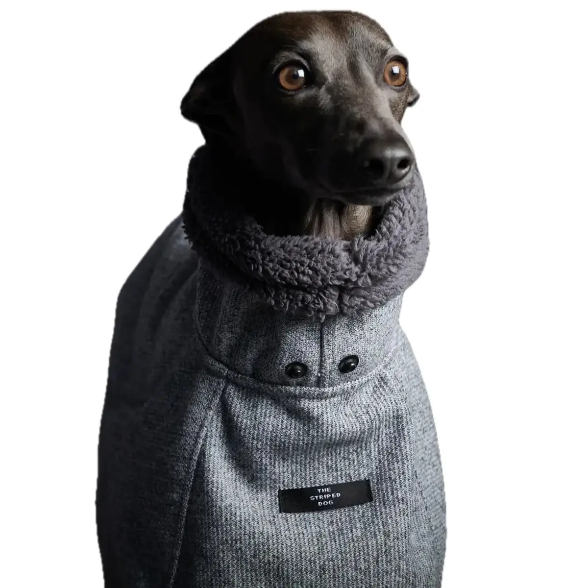 The Striped Dog - Downey 2