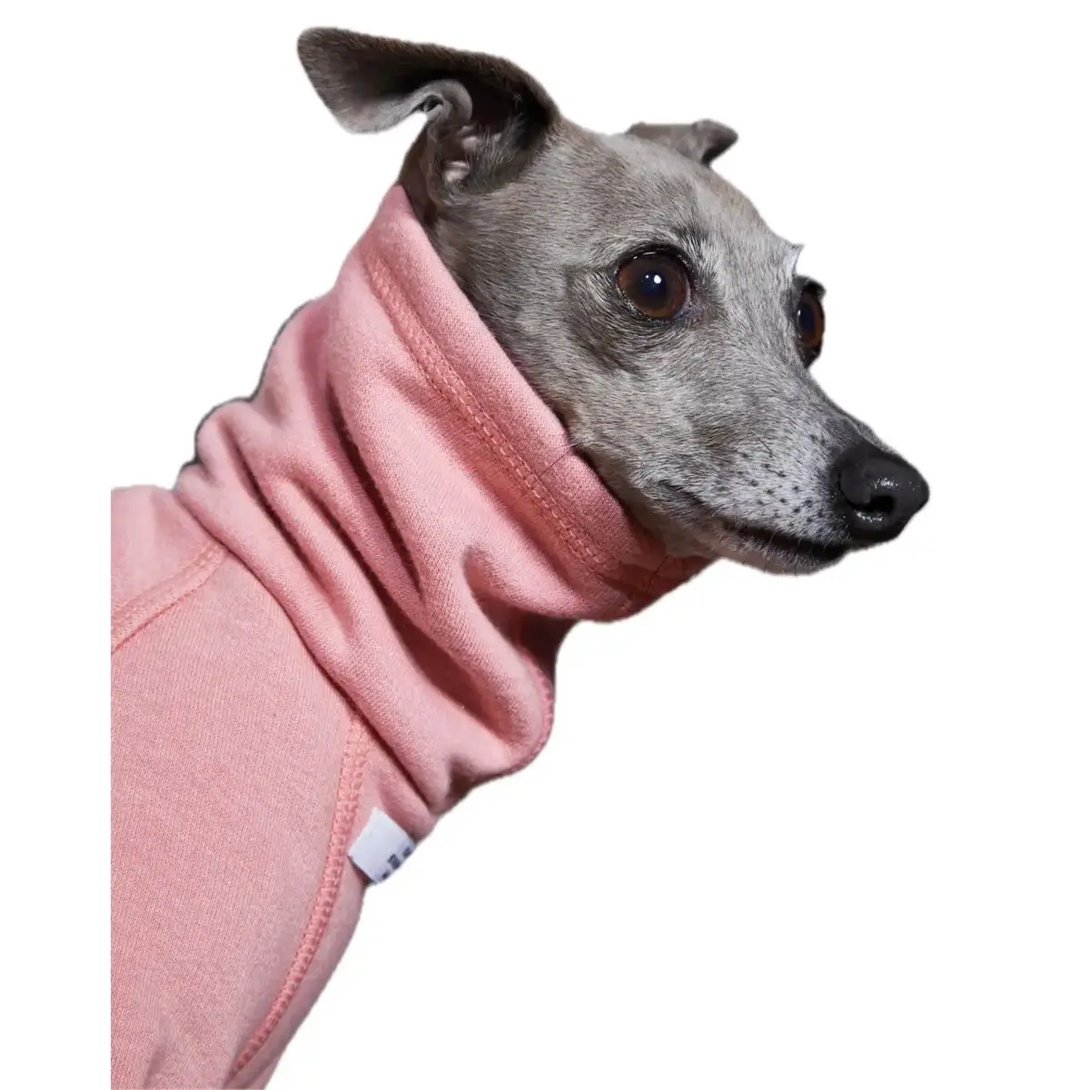The Striped Dog - Riverside Rosa 3