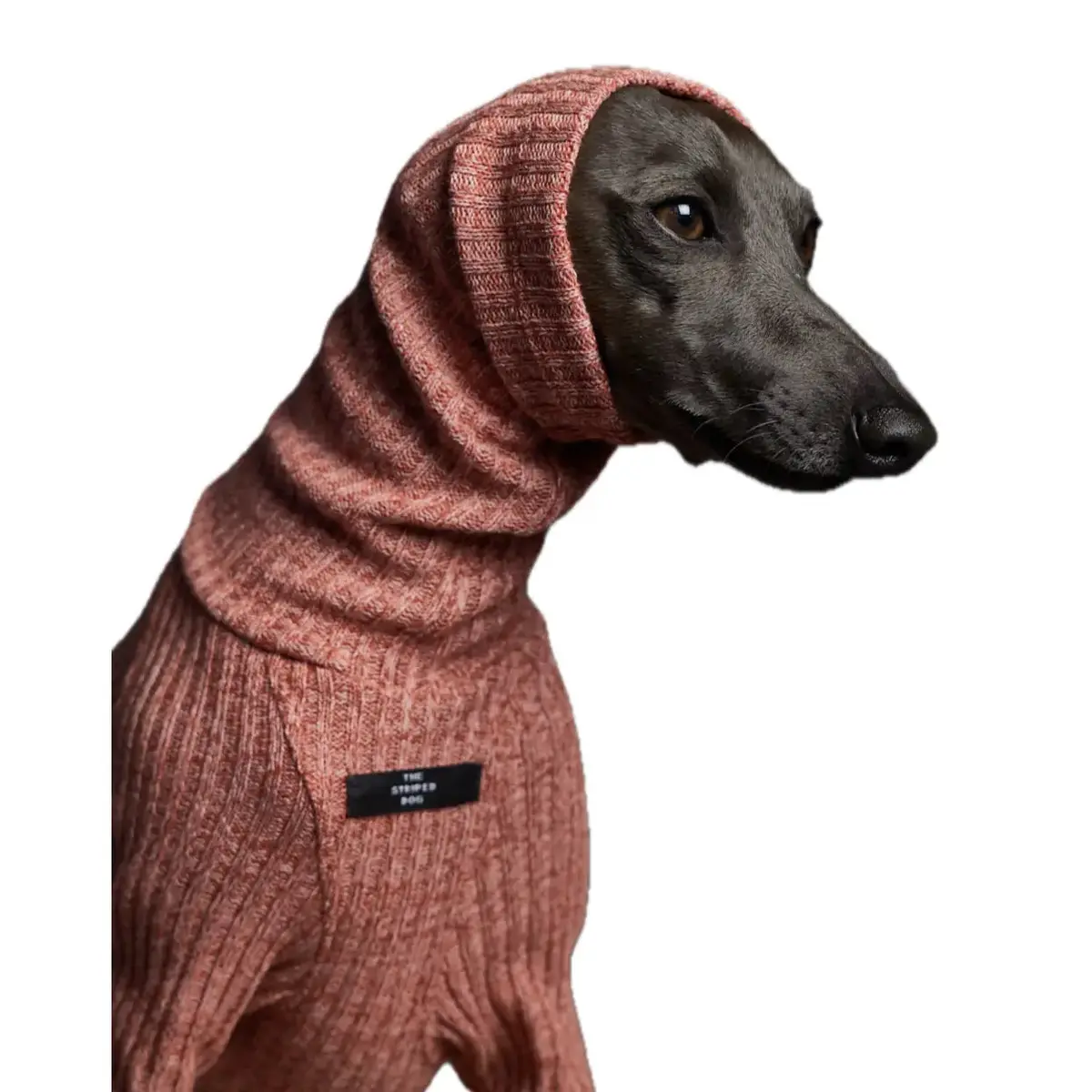 The Striped Dog - Santa Monica 2