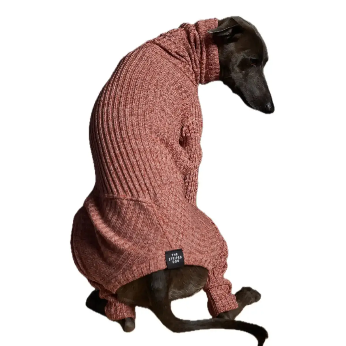 The Striped Dog - Santa Monica 3