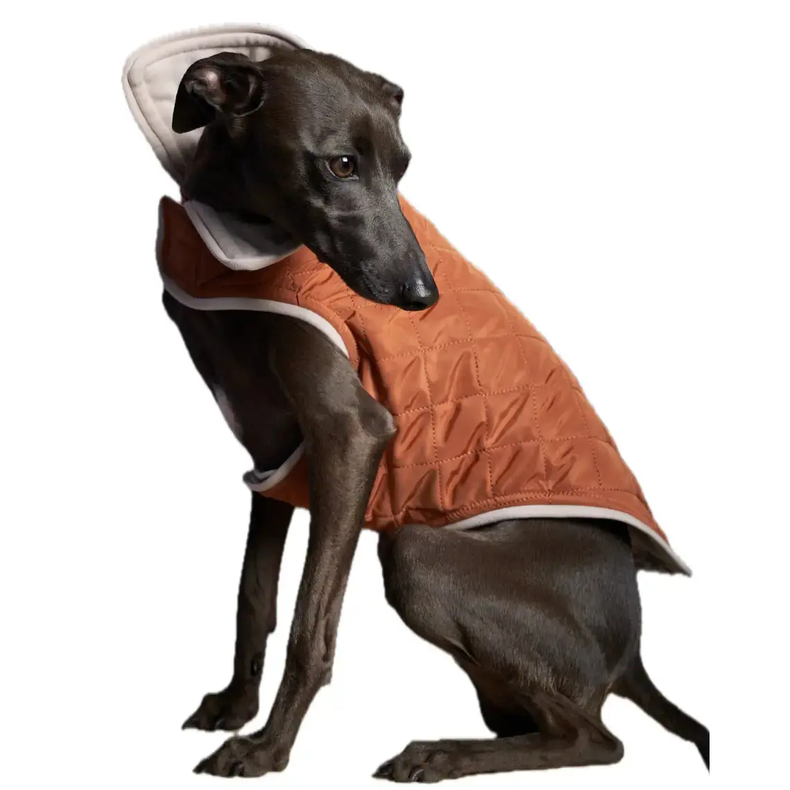The Striped Dog - Sunset Terracotta 1