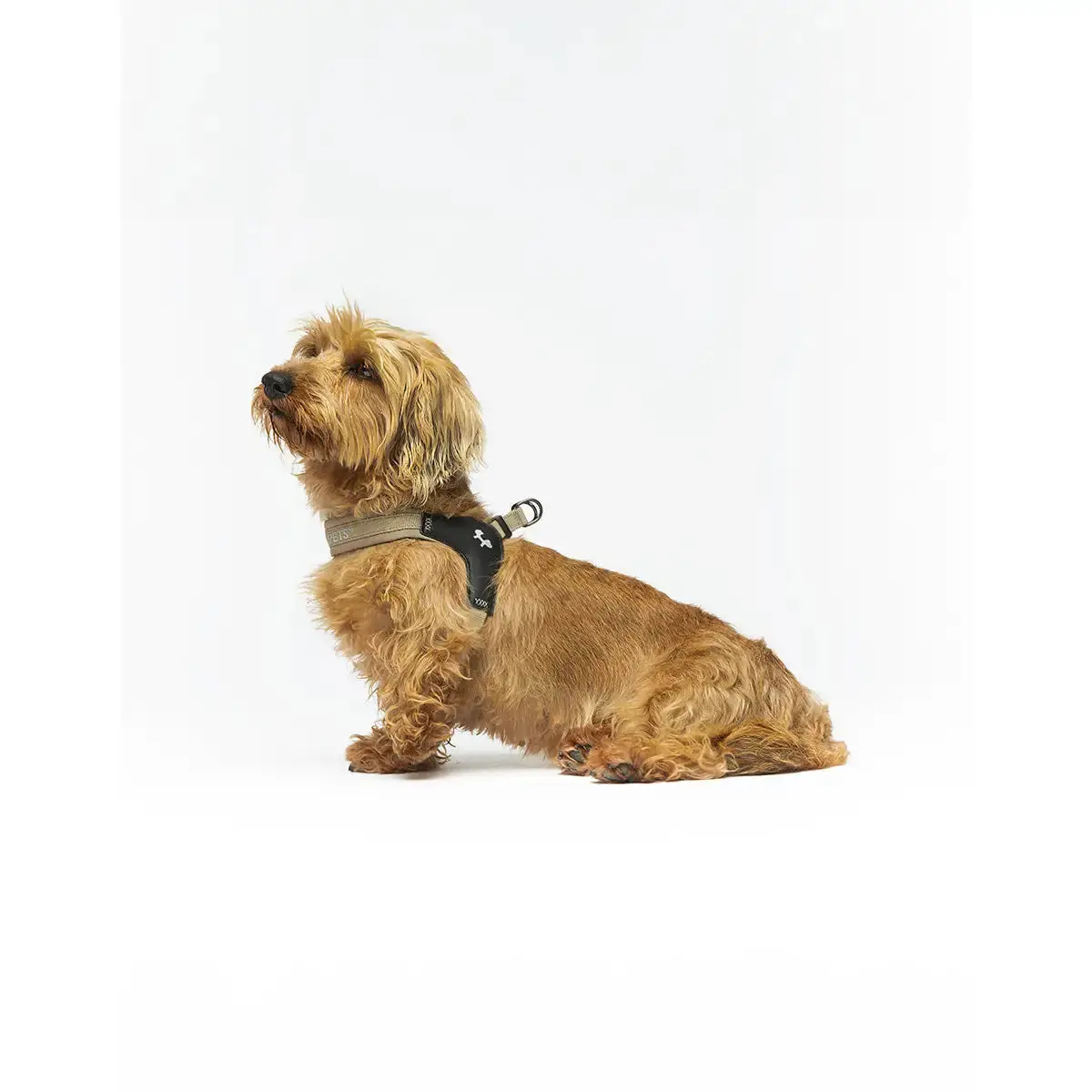 United Pets - Citylife - Pettorina Aggancio Rapido 7
