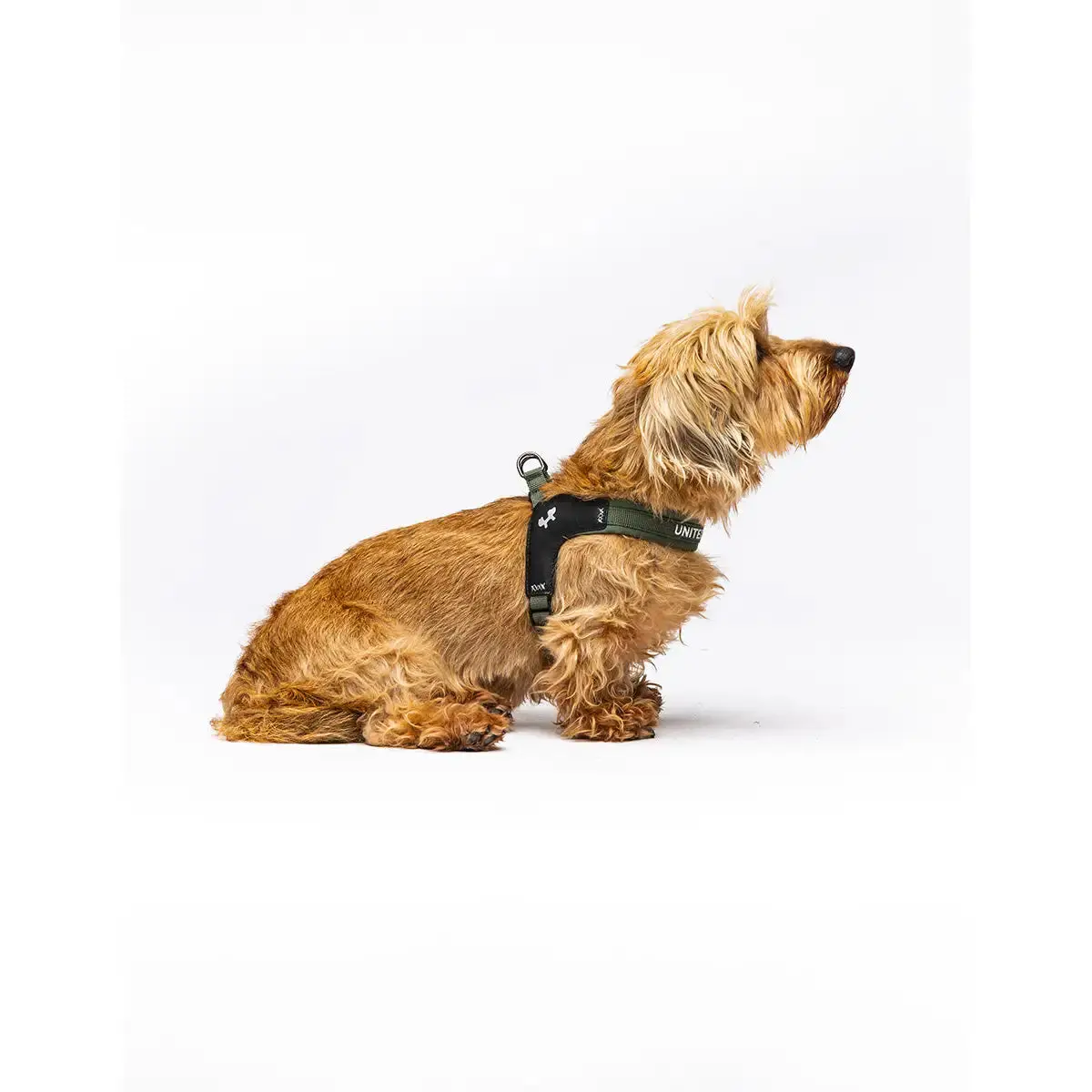 United Pets - Citylife - Pettorina Aggancio Rapido 8