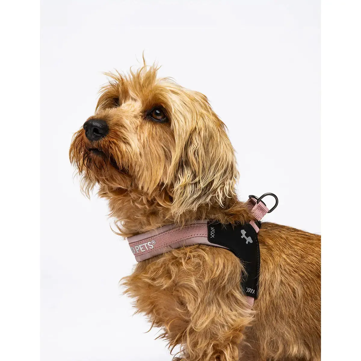 United Pets - Citylife - Pettorina Aggancio Rapido 5