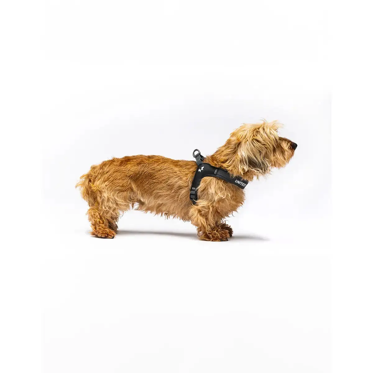 United Pets - Citylife - Pettorina Aggancio Rapido 6